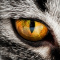 04327 cat eye