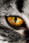 04327 cat eye