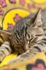 chat endormi