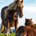 Animal Horses