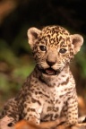 03973 leopard baby