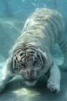 Animaux Tigre blanc sous l'eau