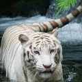 White tiger iPhone