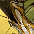 04652 butterfly close up