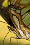 04652 butterfly close up