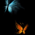 Butterflies ice and fire