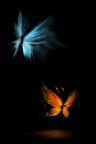 Butterflies ice and fire
