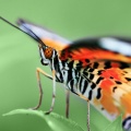 butterfly iphone wallpaper