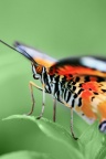 butterfly iphone wallpaper