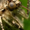 Insect iPhone Wallpaper HD (2)