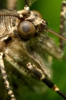 Insect iPhone Wallpaper HD (2)