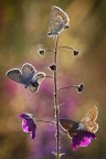 Papillon fond iphone (1)