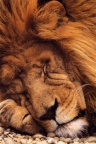 04050 sleeping lion
