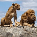 lions couple fond iphone