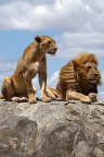 lions couple fond iphone