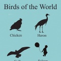 03693 oiseaux - Bird of the World