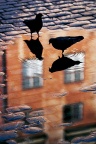 Bird iPhone Wallpaper (2)