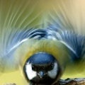 Bird iPhone Wallpaper (5)