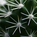Nature Close up - Fond iPhone (3)