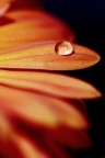 Nature Close up - Fond iPhone (5)