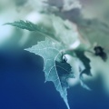 Nature Close up - Fond iPhone (6)