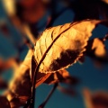 Nature Close up - Fond iPhone (8)