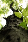 Nature Close up - Fond iPhone (9)