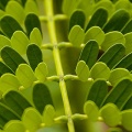 Nature Close up - Fond iPhone (12)
