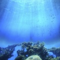 Aquatic life - iPhone Wallpaper (3)