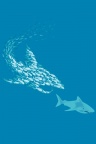 Aquatic life - iPhone Wallpaper (4)