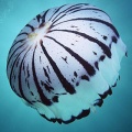 Aquatic life - iPhone Wallpaper (8)