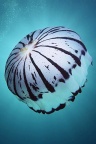 Aquatic life - iPhone Wallpaper (8)