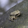 Grenouille - Fond pour iPhone (1)