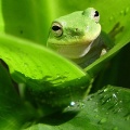 Grenouille - Fond pour iPhone (2)