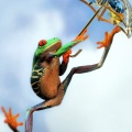 Grenouille - Fond pour iPhone (4)