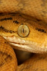 04248 snake