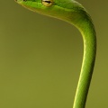 Green snake iphone wallpaper