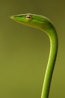 Green snake iphone wallpaper