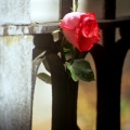 01052 Fleurs Rose