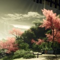 Asie - plage cerisier en fleurs