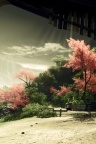 Asie - plage cerisier en fleurs