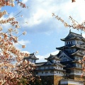 Voyage Japon temple cerisiers