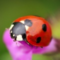 Coccinelle - Fond iPhone (1)