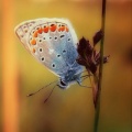 Insecte - Fond iPhone (2)