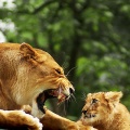 Lion et lionceau - Fond iPhone