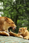 Lion et lionceau - Fond iPhone
