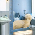 Animal Bathroom - Fond iPhone