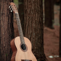 Guitare Classique - Forêt - Fond iPhone