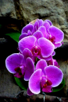 Orchidee - Fond iPhone
