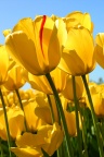 Tulipe - Fond iPhone